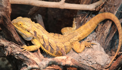 Lizard called Pogona or bearded dragon for the scales of the ski