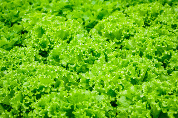 Fototapeta na wymiar Closeup Fresh organic green leaves lettuce salad plant in hydroponics vegetables farm system