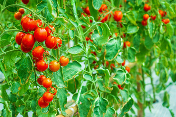 Fresh ripe red tomatoes plant growth in organic greenhouse garden ready to harvest