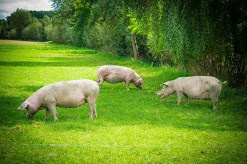 pigs in field. Healthy pig on meadow