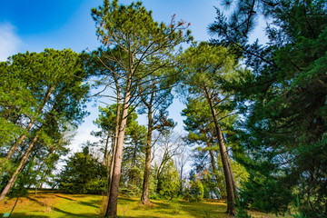 Obraz premium forest trees. nature green wood