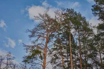 Pine forest pest bark beetle kills pines