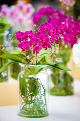 Beautiful tropical orchid flowers in pots