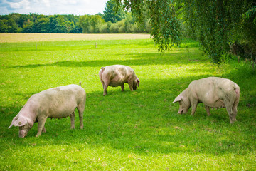 Fototapeta premium Pig portrait. Pig at pig farm