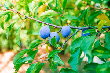 Red ripe plums on the tree