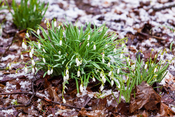 The first spring flowers white snowdrops in the forest