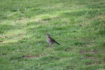 bird on grass
