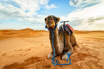 Foto op Plexiglas Dromedariskameel in de Saharawoestijn, Merzouga, Marokko © Julian