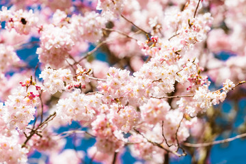Beautiful cherry blossom sakura