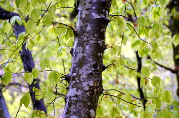 Laubbaum - Birkenwald nach Regenschauer 