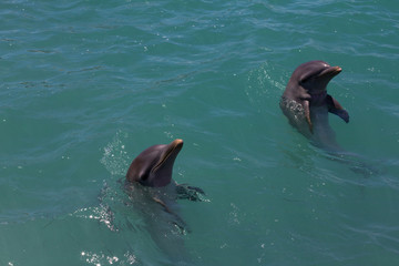 Dolphins in captivity