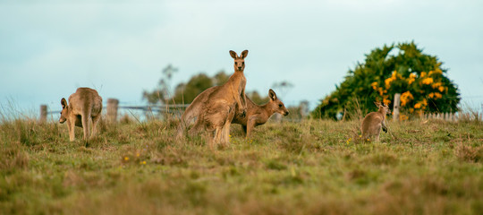 Kangaroos outside amongst nature.