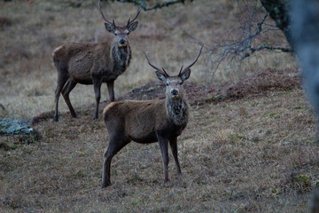 Wild deer grazing in Scotland
