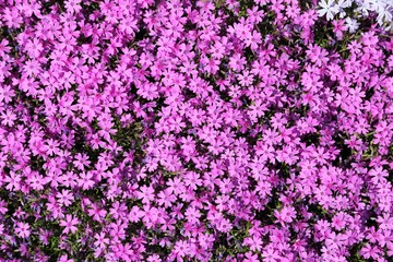 Fototapeta premium Phlox subulata.