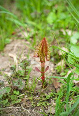 Growing new plants and herbs, all nature resurfaces after winter. Close up view of a growing plants in spring