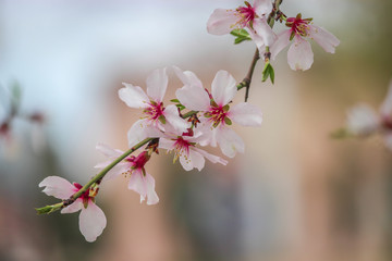 Almond blossom with pink hues in full bloom at Badamwari Srinagar in Kashmir with background out of focus