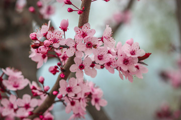 Almond flowers with pink hues in full bloom at Badamwari Srinagar in Kashmir with background