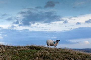 Sheep on the hill