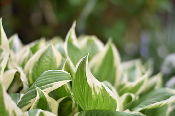 Funkie (Hosta)