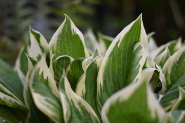 Funkie (Hosta)