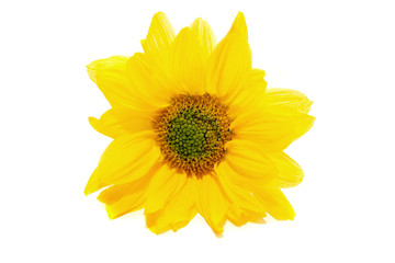 Fototapeta premium Beautiful and gentle yellow daisy flower on a white background