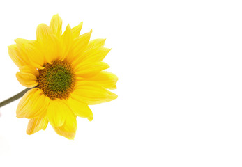 Beautiful and gentle yellow daisy flower on a white background