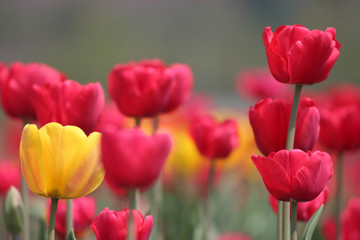 Tulips in full bloom at Tulip Garden in Kashmir. Red and Yellow Tulips