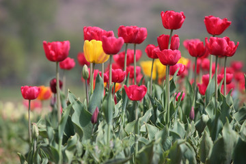 Fototapeta na wymiar Tulips in full bloom at Tulip Garden in Kashmir. Red and Yellow Tulips with stems