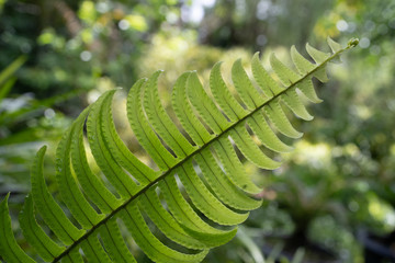 Green leaves of Nephrolepis Cordifolia plants with the trees background