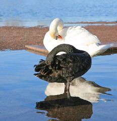 black swan and white swan - diversity