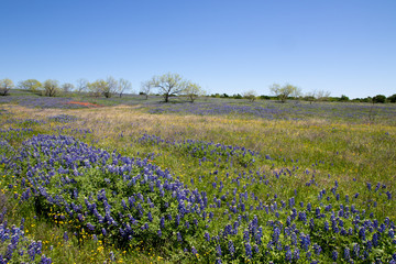 Bluebonnets