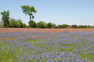 Bluebonnets