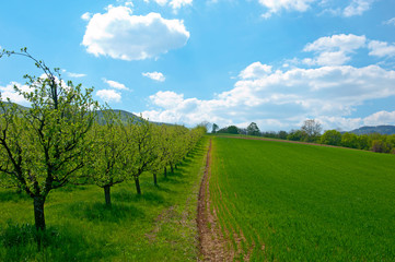 Field and green mountains view at sunny day