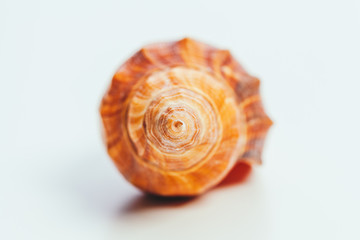 Sea shell on white background