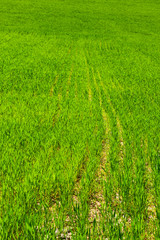 Obraz premium Field and green mountains view at sunny day