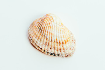 Fototapeta premium Sea shell on white background