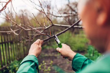 Man pruning tree with clippers. Male farmer cuts branches in spring garden with pruning shears or...