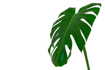 Dark green leaves of monstera or split leaf philodendron the tropical foliage plant isolated on white background © vladimir