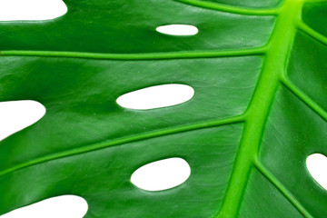 Dark green leaves of monstera or split leaf philodendron the tropical foliage plant isolated on white background © vladimir
