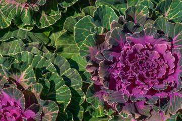 Blooming  green and purple flowers of cabbage background