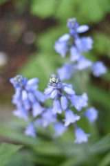 Blühendes Hasenglöckchen (Hyacinthoides)