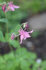 Blühende Akelei (Aquilegia) im Frühjahr