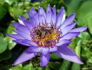 Bees And A Lotus