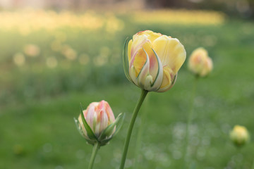 Spring floral background with tulip flowers. Holiday and seasonal design. Spring background with beautiful yellow tulips. Tulip Viridiflora Golden Artist