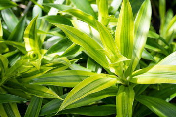 Leaves of the Drasaena plants are shiny light green