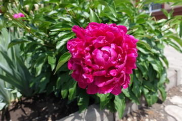 Double flowered crimson peony in mid May