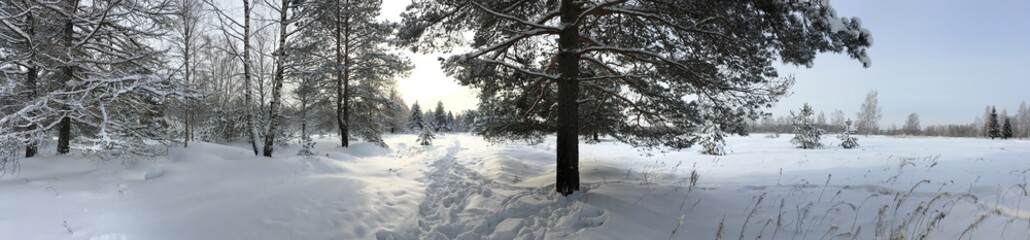 Obraz premium Panorama of the winter forest at sunrise. Landscape Trees covered with snow.