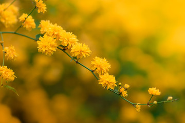 Kerria japonica. Beautiful yellow flowering branch. Single branch in full yellow bloom. Cultivar Pleniflora. Golden Guinea.