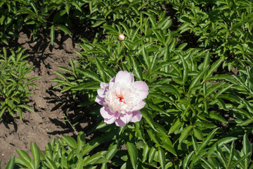 Bud and light pink flower of peony in spring