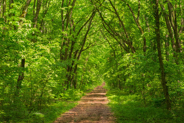 Fototapeta na wymiar Path in the green forest